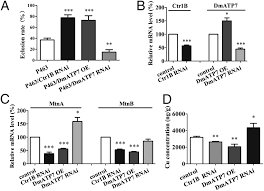 Huntington Disease Arises From A Combinatory Toxicity Of Polyglutamine And Copper Binding Pnas