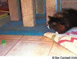 It's based on several factors: Feline Brain Tumors Catwatch Newsletter