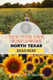 We did not find results for: You Can Take Your Photos In This Sea Of Sunflowers In North Texas Metroplex Social