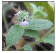 Image result for Nelsonia canescens