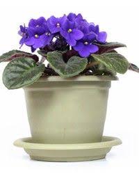 This hardy plant doesn't need tons of water or sunlight to grow. Indoor Plants That Don T Need Sunlight Cicek Ic Mekan Menekse