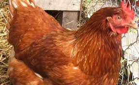 Kedua vitamin ini berfungsi untuk mencegah stres dan meningkatkan kesuburan. Tipe Dan Jenis Ayam Petelur Unggul Elinotes Review