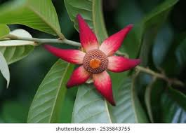 Image result for Uvaria