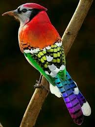We did not find results for: The Rainbow Jay Photoshopped Be Your Own Birder
