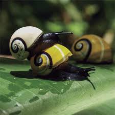 Image result for Commelina pycnospatha