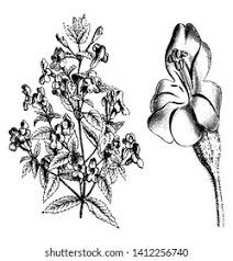 Image result for Phrymaceae