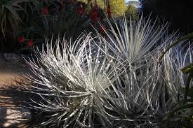 Image result for Pycnostachys coerulea