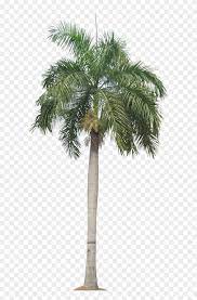 Palm Tree Png Palm Trees Plant Pictures Plant Images Transparent Background Palm Tree Png Download Is Best Qu In 2021 Palm Tree Png Tree Photoshop Plant Images