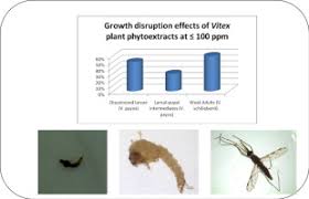 Image result for Kotschya uguenensis