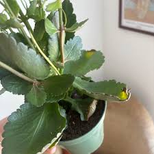 Image result for Kalanchoe velutina
