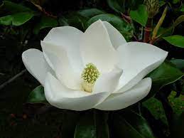 Louisiana State Flower Magnolia Pollinated By Beetles Not Bees Little Gem Magnolia Tree Magnolia Flower Magnolia Trees