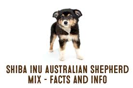 Australian cattle dog mix color: Shiba Inu Australian Shepherd Dog Mix Information And Facts My First Shiba Inu