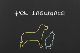 Ct it offers animal health insurance for most bird species as well as amphibians, chinchillas, mice, snakes, sugar gliders, hedgehogs, hamsters, guinea. 10 Best Pet Health Insurance Companies 2021 Plans For Your Dog Or Cat