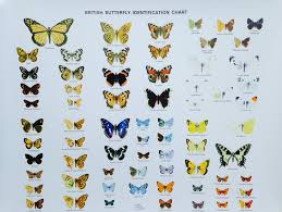 Identification Chart British Butterflies