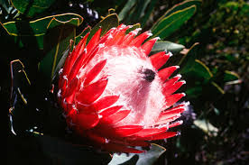 Image result for Protea gaguedi