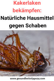 Kakerlaken Bekampfen Naturliche Hausmittel Gegen Schaben Schaben Kakerlaken Bekampfen Kakerlaken