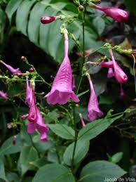 Image result for Strobilanthes hamiltoniana