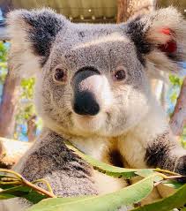 Kailas Wild On Instagram I Helped Out At The Port Macquarie Koala Hospital Again Today And Got To Hang Out With This Guy Koala Koala Bear Baby Koala