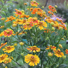 Maybe you would like to learn more about one of these? Taman Bunga Nama Abadi Bunga Abadi Terbaik Untuk Diberikan