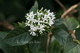 Image result for Pavetta sp. I