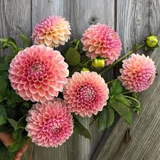 Better Homes Gardens On Instagram Dahlia Season Is In Full Swing Pictured Here Are Nathali Flower Arrangements Better Homes Gardens Flower Garden Plants
