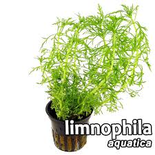 Image result for Limnophila ceratophylloides