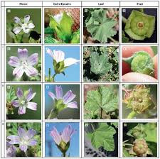 Image result for Malva parviflora