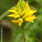 Image result for Orthochilus milnei