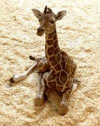 One Day Old And Nearly 6 Feet Tall Como Zoo Welcomes New Baby Giraffe Mpr News