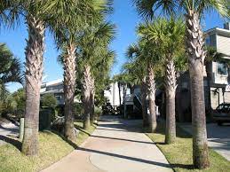 Each spring it starts off with a bare crown, but by summer. Online Plant Guide Washingtonia Robusta Washington Palm Decorazione Pasquale Decorazioni