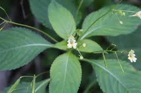 Image result for Impatiens psychadelphoides