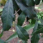 Image result for Lepisanthes senegalensis