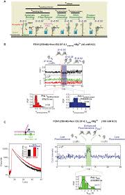 The Dermis - Scientist Cindy