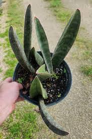 Image result for Sansevieria hallii