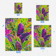 Image result for Croton kilwae