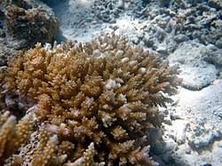 Image result for Selago coerulea