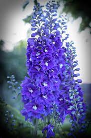 Delphinium Elatum Blue Bird Delphinium Flowers Delphinium Backyard Flowers