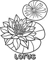 Calendars for each month of the year. Flowers Coloring Pages Sheets Topcoloringpages Net