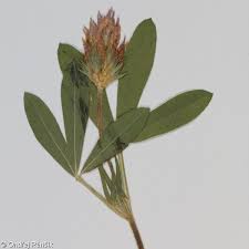 Image result for Trifolium spumosum