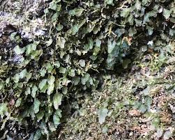 Image result for Didymoglossum