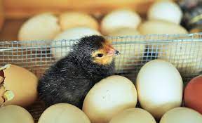How To Care For Day Old Chicks - The Self Sufficient Homeacre