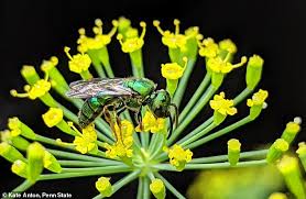 Xrp price prediction for 2030. Wild Bees Are More At Risk From Climate Change Related Weather Disturbances Daily Mail Online