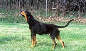 Black and tan coon dog. Black And Tan Coonhound Dog Breed Information
