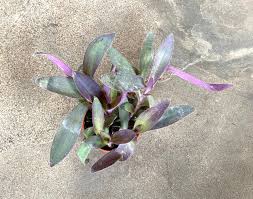Image result for Tradescantia pallida