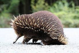 Tasmania Trip Day 4 Echidna On The Road Weird Animals Endangered Animals Unusual Animals