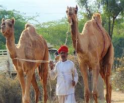 Do they charge per person or for each vehicle? How 52 Camels That Were To Be Slaughtered In Hyderabad Returned Home To Rajasthan The News Minute