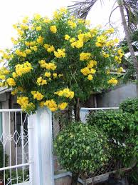 Can be trained into a small tree. Indian Climate Suitable Tecoma Stans Yellow Flower Tree Seeds Sold By Vasuworld Amazon In Garden Outdoors