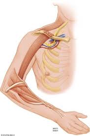 Image result for Laggera gracilis