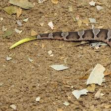 Maybe you would like to learn more about one of these? Carolina Waterfowl Rescue A Lot Of Baby Rat Snakes Are Mistaken For Baby Copperheads Because Of Their Different Pattern The Copperheads Are The Only Common Venomous Snake We Have In The