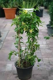 Image result for Tristellateia